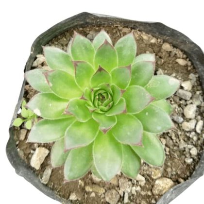 Sempervivum Tectorum “Laxmi Kamal” - Sempervivum Calcareum