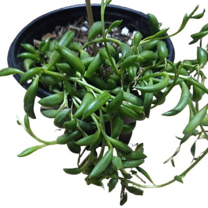 Senecio Herreianus Dinter "String of Bananas" Succulent Plant