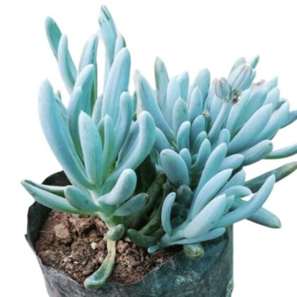 Senecio Serpens G.D.Rowley "Blue Chalksticks" Succulent