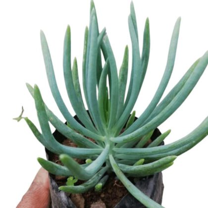 Senecio Vitalis Succulent Plant