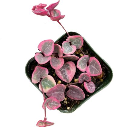 String of Hearts (Ceropegia Woodii) Succulent (Pink)