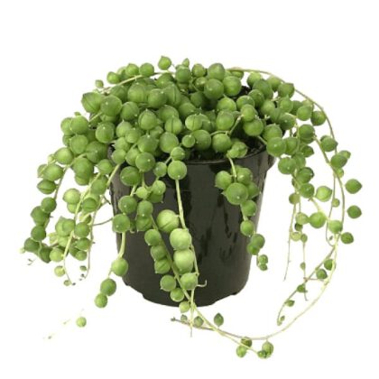 String of Pearls (Curio Rowleyanus) Succulent Plant