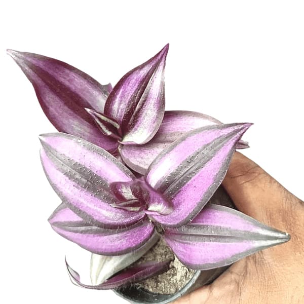 Tradescantia Zebrina Bosse “Wandering Jew” Succulent Tradescantia Zebrina Bosse “Wandering Jew” Succulent