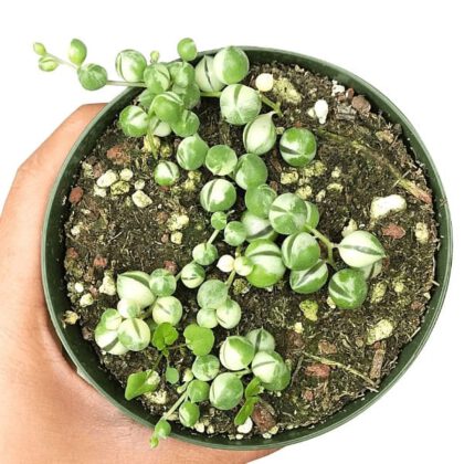 Variegated String of Pearls Succulent Plant