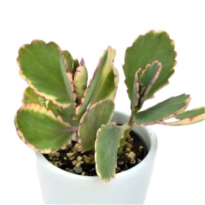 Kalanchoe Laxiflora Baker "Milky Widow's Thrill"