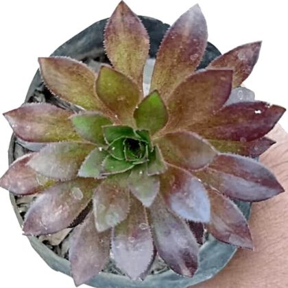 Aeonium Arboreum (Dark Shade) Succulent Plant