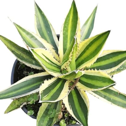 Agave Univittata "McKelvey Century Plant"