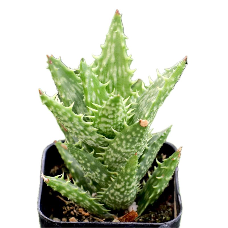 Aloe Juvenna "Tiger Tooth Aloe" Succulent Plant