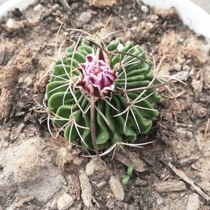 Brain Cactus (Mammillaria Elongata Cristata), Crested Brain Cactus