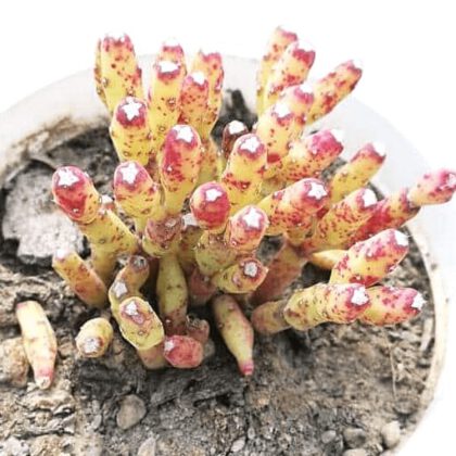 Dancing Bones (Bottle Cactus) Plant