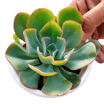 Echeveria Blue Sky Succulent Plant