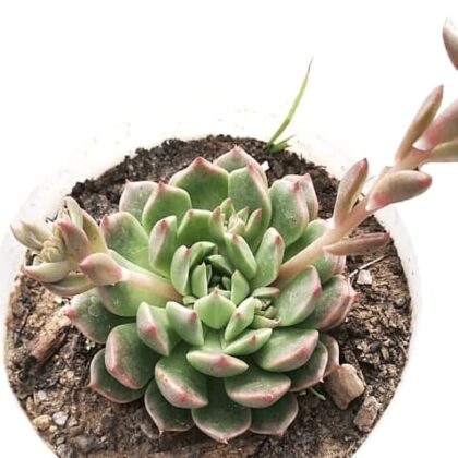 Echeveria Colorata E.Walther Succulent Plant