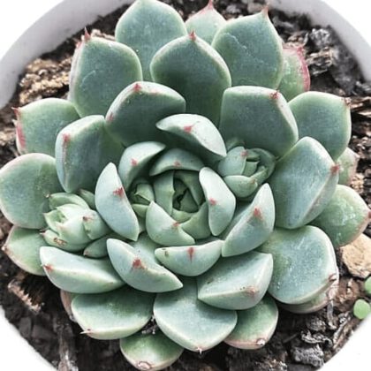 Echeveria Colorata Succulent Plant