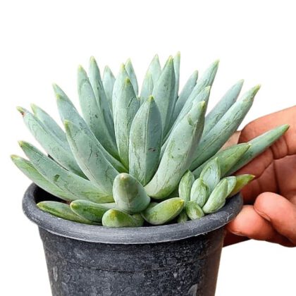 Echeveria Hookeri Succulent Plant