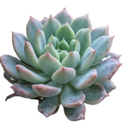 Echeveria Prolifica Moran Succulent Plant