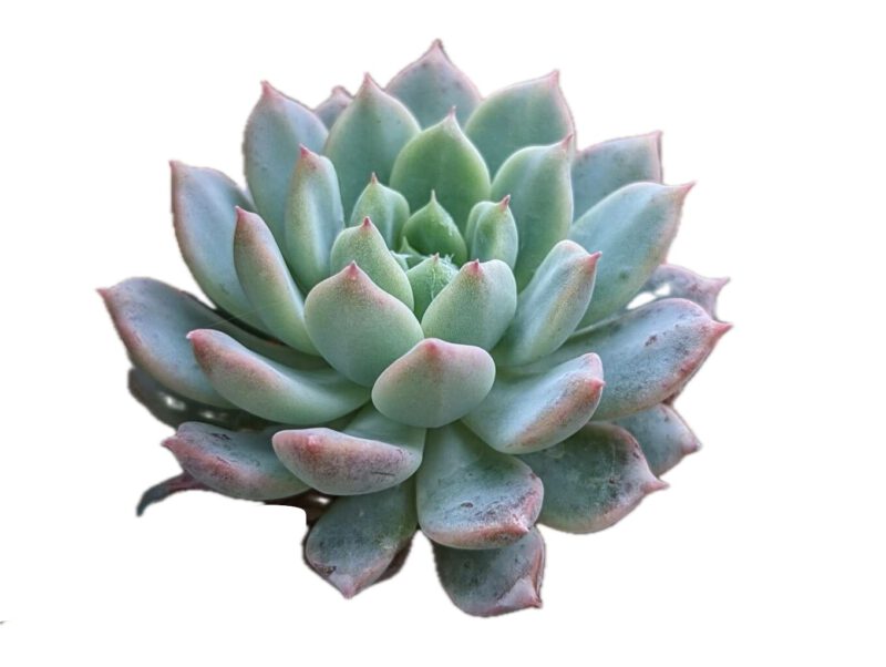 Echeveria Prolifica Moran Succulent Plant