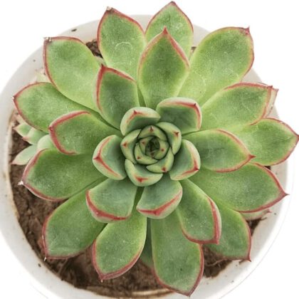 Echeveria Pulidonis "Pulido’s Echeveria" Succulent Plant