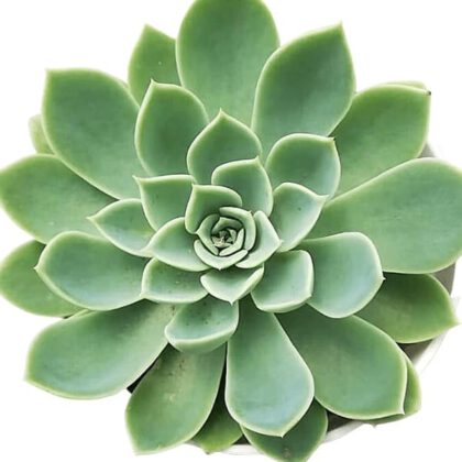 Echeveria Secunda Booth "Green Echeveria" Succulent Plant