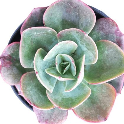 Echeveria Secunda Booth Succulent Plant