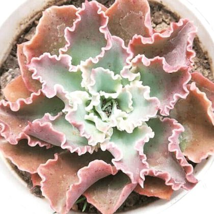 Echeveria Shaviana Pink Frills Succulent Plant