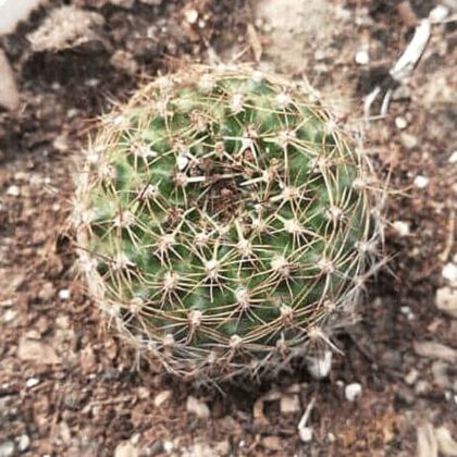 Eyries Cactus Plant