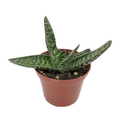 Gasteria Pillansii Kensit Succulent Plant