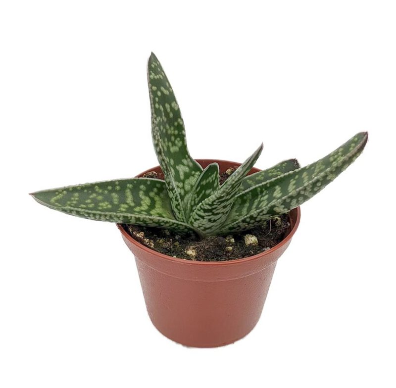 Gasteria Pillansii Kensit Succulent Plant