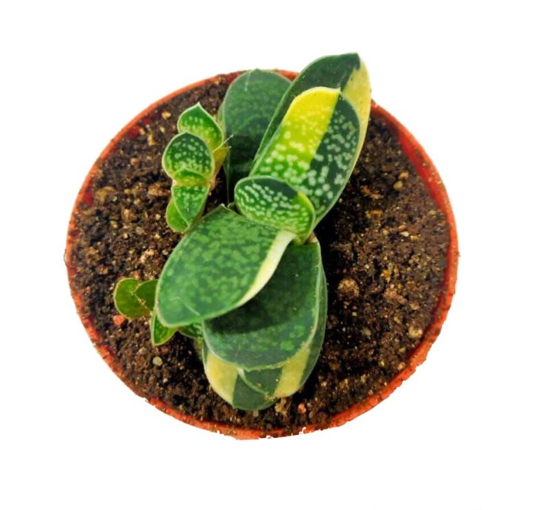 Gasteria Pillansii Kensit (Variegated) Succulent