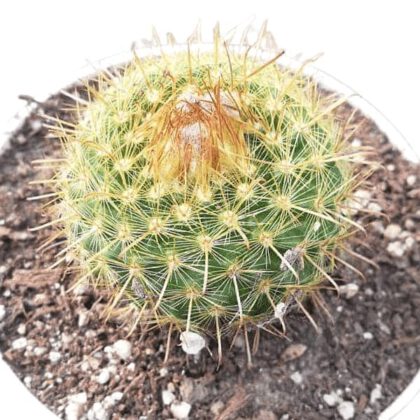 Golden Barrel Cactus (Echinocactus Grusonii) Cactus Plant