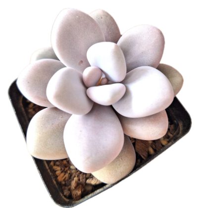 Graptopetalum Amethystinum "Jewel Leaf Plant"