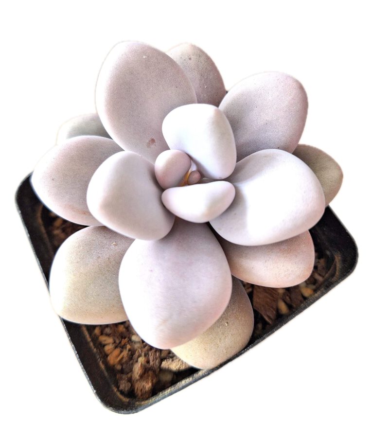 Graptopetalum Amethystinum "Jewel Leaf Plant"