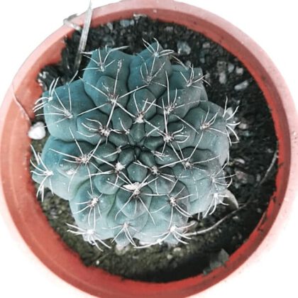 Gymnocalycium Baldianum "Thread Cactus" Plant