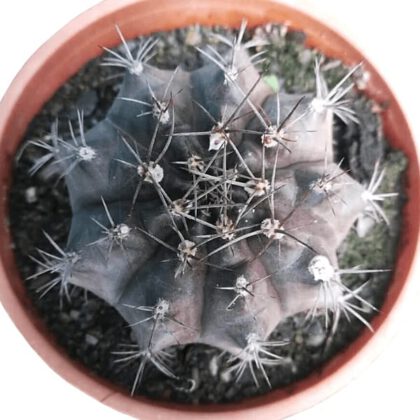 Gymnocalycium Mihanovichi Cactus Plant