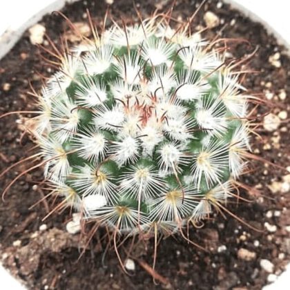 Mammillaria Bombycina Quehl Cactus Plant