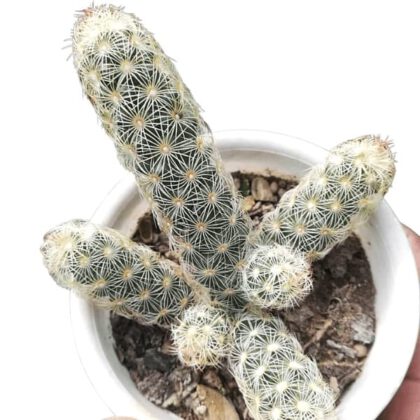 Mammillaria Decipiens "Bird’s nest Pincushion" Cactus