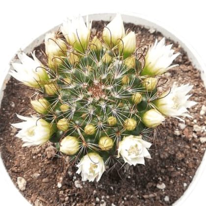 Mammillaria Zeilmanniana Cactus Plant