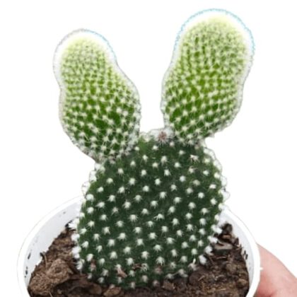 Opuntia Microdasys "Bunny Ears Prickly Pear - White" Cactus