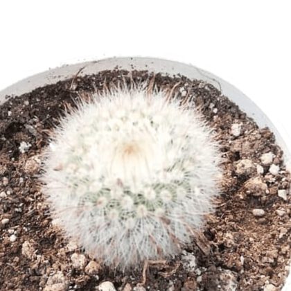 Parodia Scopa (Spreng) "Silver Ball Cactus"