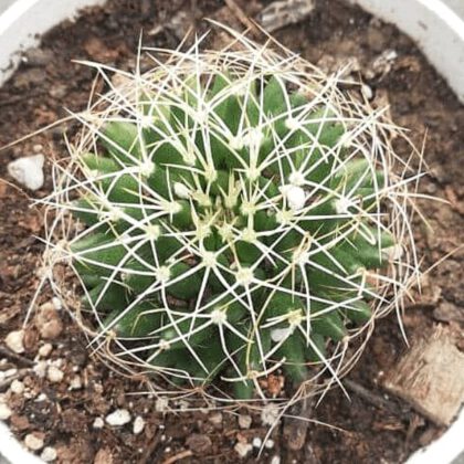 Pincushion Cactus Plant