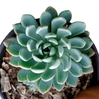 Sedeveria Blue Elf Succulent Plant