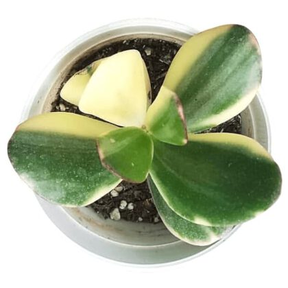 Succisa Trichotocephala Baksay Succulent Plant