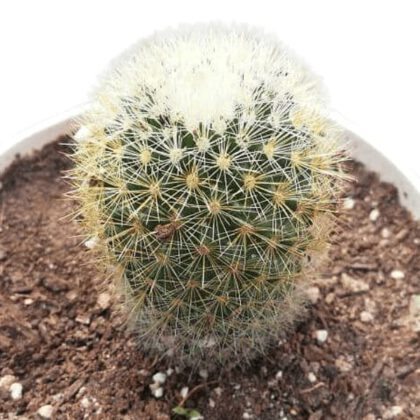 Texas Cactus Plant