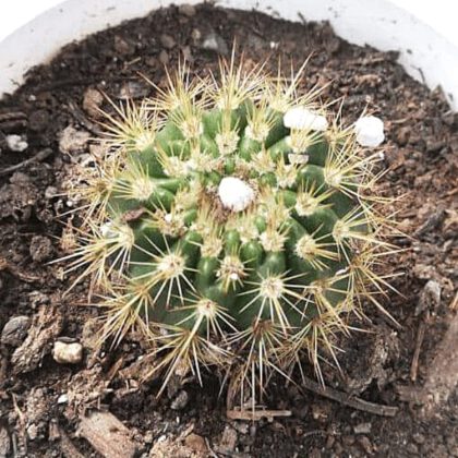 Tom Thumb Cactus Plant