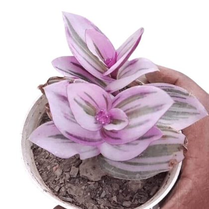 Wandering Jew Succulent Plant