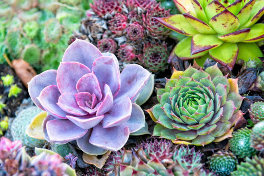 How to Care Succulents - 9 Plant Care Tips