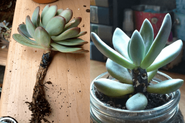 Succulent Root Rotting Treatment – How To Stop Succulent Rot